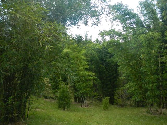 20130428 Rancho Queimado Curso Brotos Bambu Bambusc 011.jpg