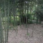 20130428 Rancho Queimado Curso Brotos Bambu Bambusc 014.jpg