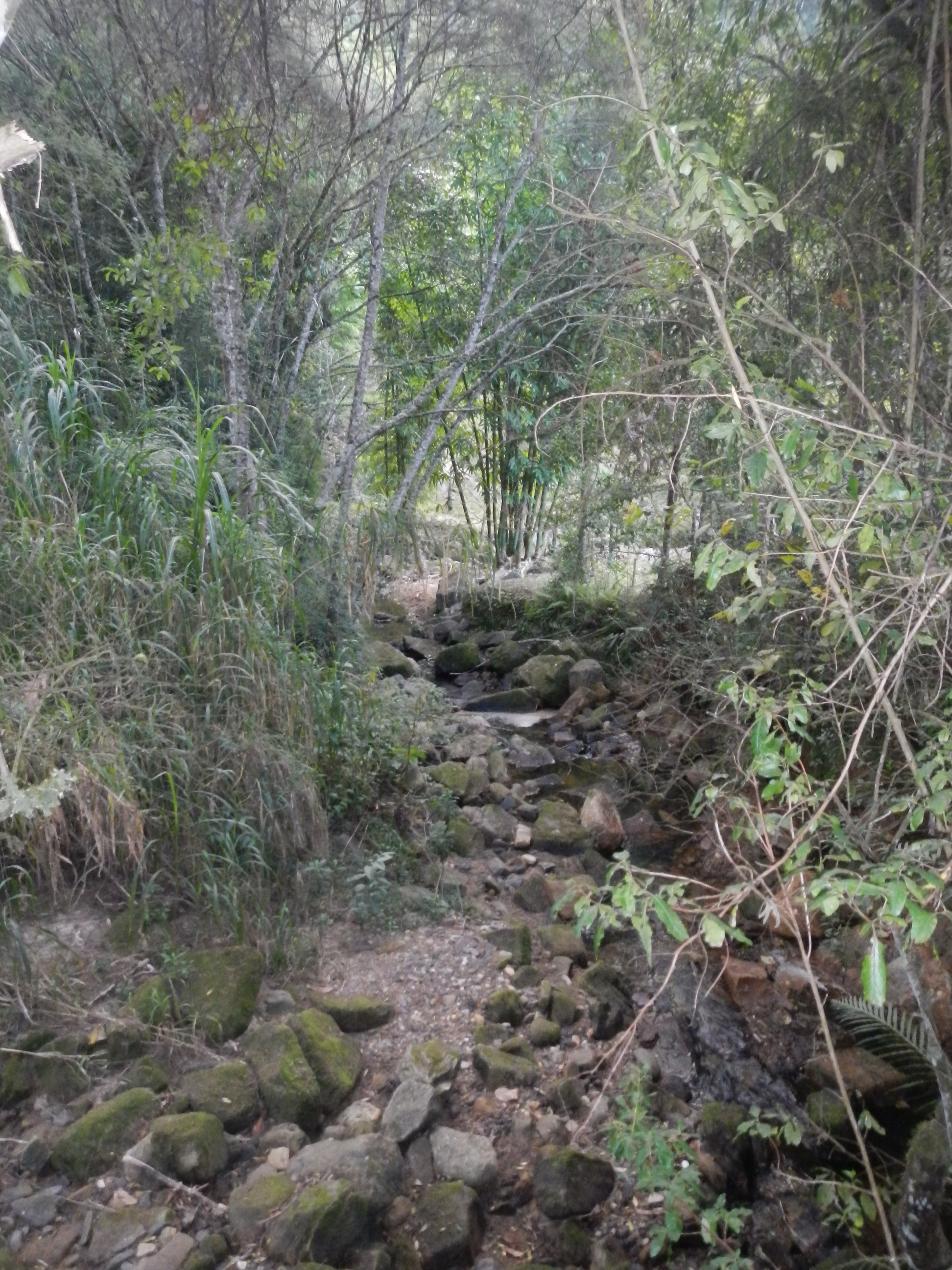 20130428 Rancho Queimado Curso Brotos Bambu Bambusc 015.jpg