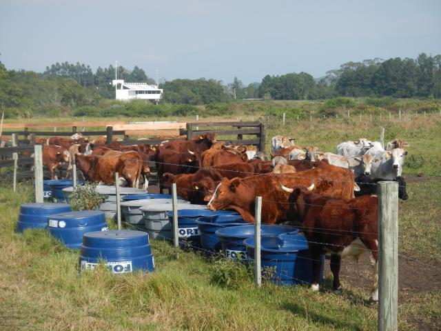 20130514 Fazenda bovinocultura de corte zootecnia 002.jpg