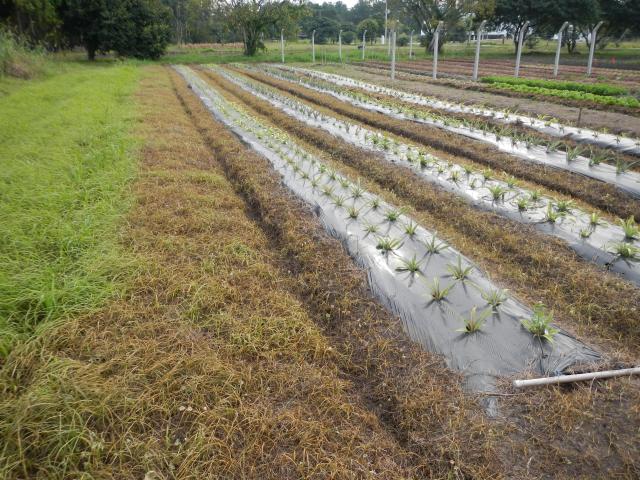20130514 Fazenda Abacaxi experimento pós-herbicida.jpg