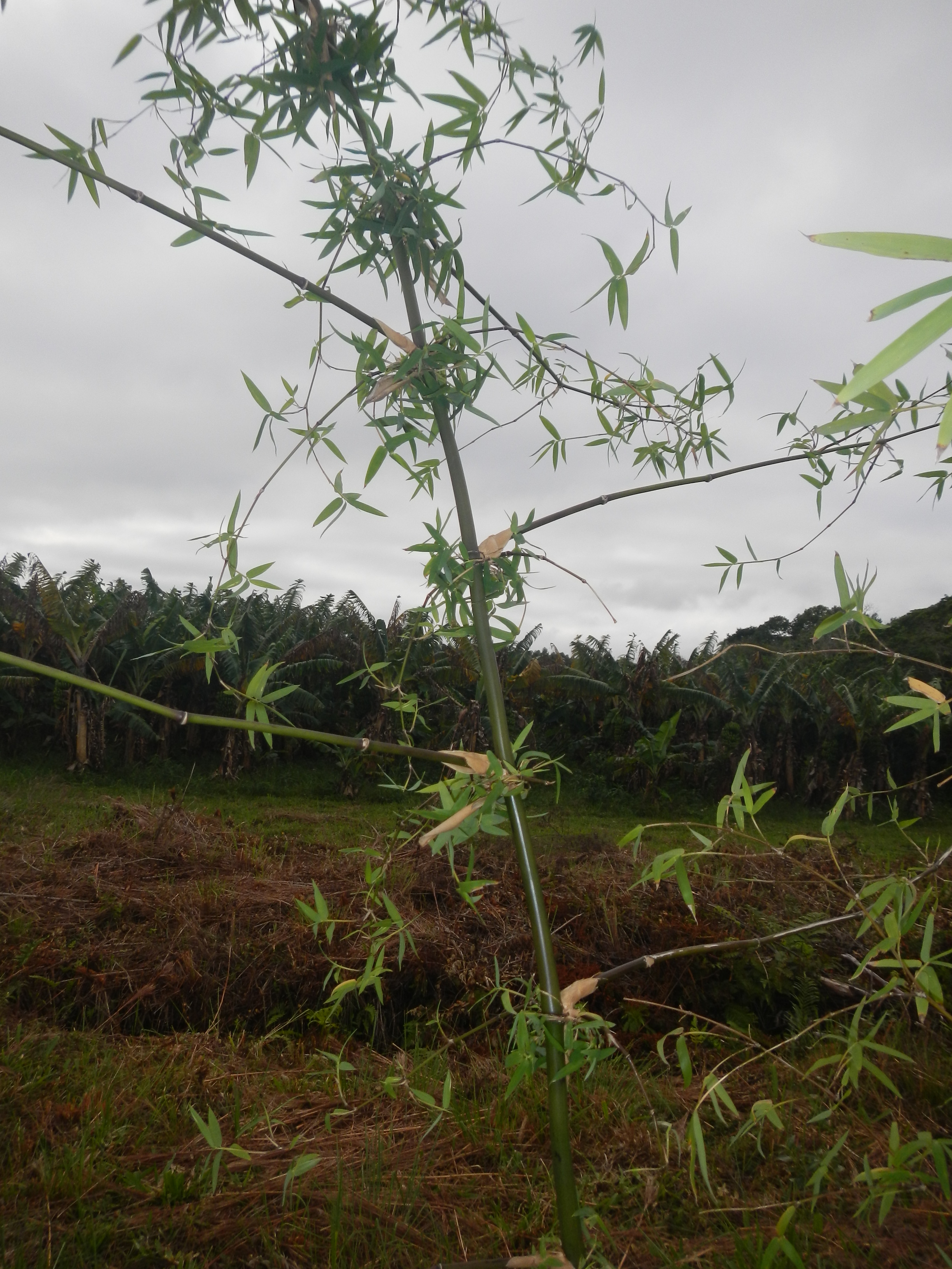20130520 Fazenda Bambuseto silvicultura Bambusa lako 002.jpg