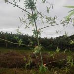 20130520 Fazenda Bambuseto silvicultura Bambusa lako 002.jpg