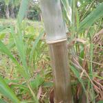 20130520 Fazenda Bambuseto silvicultura Dendrocalamus asper 003.jpg