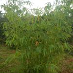 20130520 Fazenda Bambuseto silvicultura Bambusa vulgaris 001.jpg