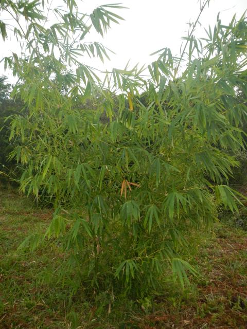 20130520 Fazenda Bambuseto silvicultura Bambusa vulgaris 001.jpg