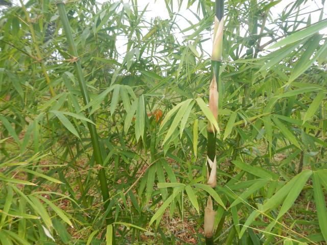 20130520 Fazenda Bambuseto silvicultura Bambusa vulgaris 002.jpg