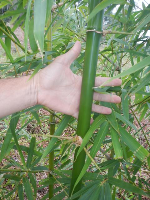 20130520 Fazenda Bambuseto silvicultura Bambusa vulgaris 003.jpg