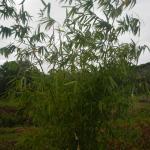 20130520 Fazenda Bambuseto silvicultura Bambusa vulgaris 004.jpg
