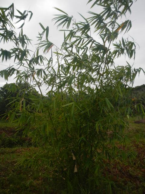 20130520 Fazenda Bambuseto silvicultura Bambusa vulgaris 004.jpg