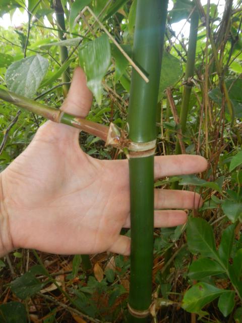 20130520 Fazenda Bambuseto silvicultura Guadua chacoensis 001.jpg