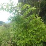 20130520 Fazenda Bambuseto silvicultura Guadua chacoensis 002.jpg