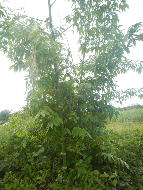 20130520 Fazenda Bambuseto silvicultura Guadua angustifolia 002.jpg