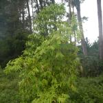 20130520 Fazenda Bambuseto silvicultura Guadua angustifolia 003.jpg