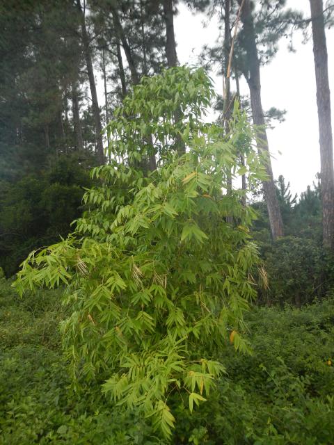 20130520 Fazenda Bambuseto silvicultura Guadua angustifolia 003.jpg