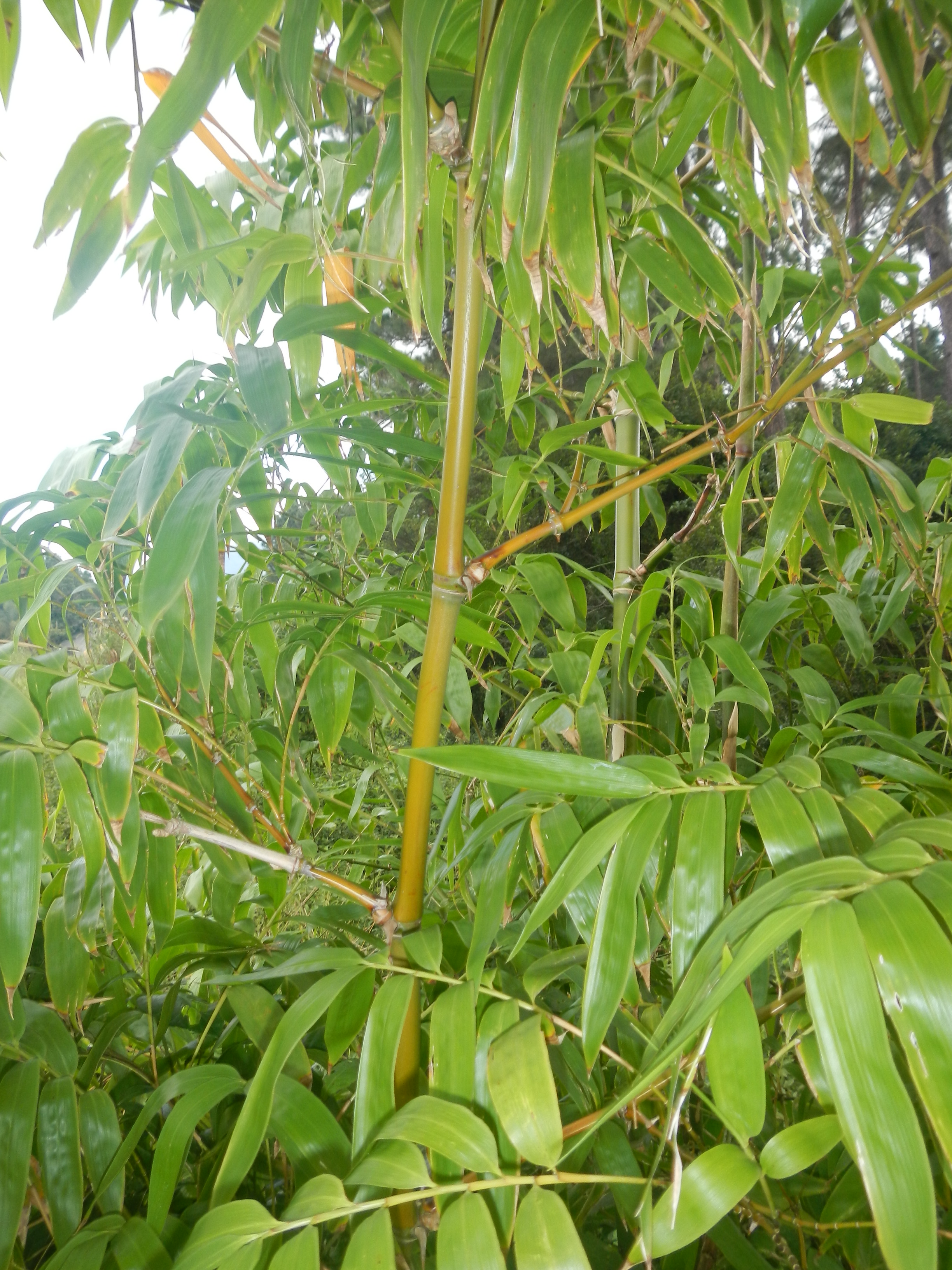 20130520 Fazenda Bambuseto silvicultura Guadua angustifolia 004.jpg
