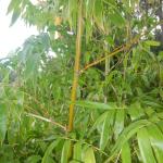 20130520 Fazenda Bambuseto silvicultura Guadua angustifolia 004.jpg