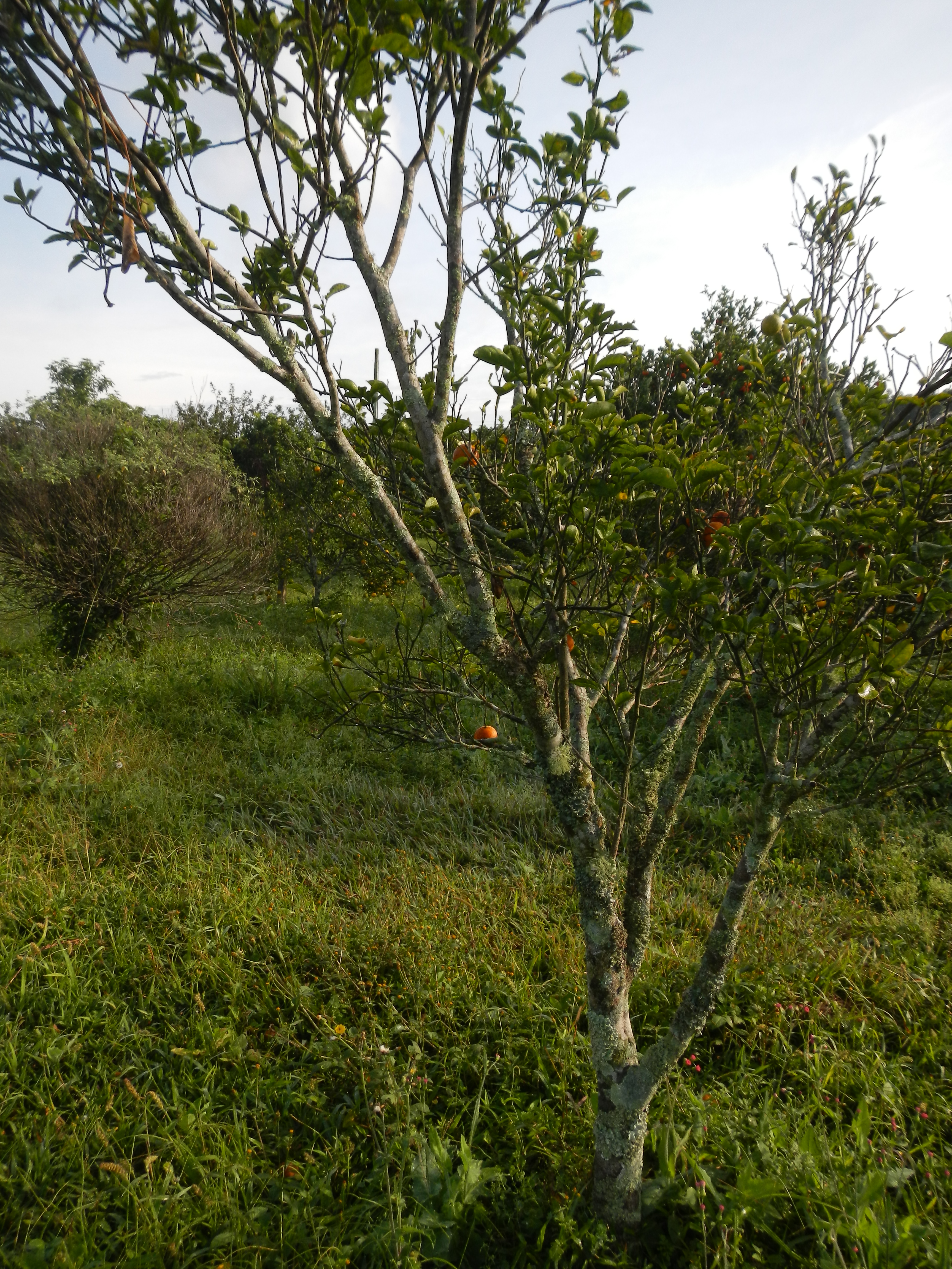 20130611 Fazenda Fruticultura Renovação Pomar citrus doente 006.jpg