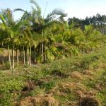 20130611 Fazenda Novo acesso ao lado das palmeiras limpeza 002.jpg