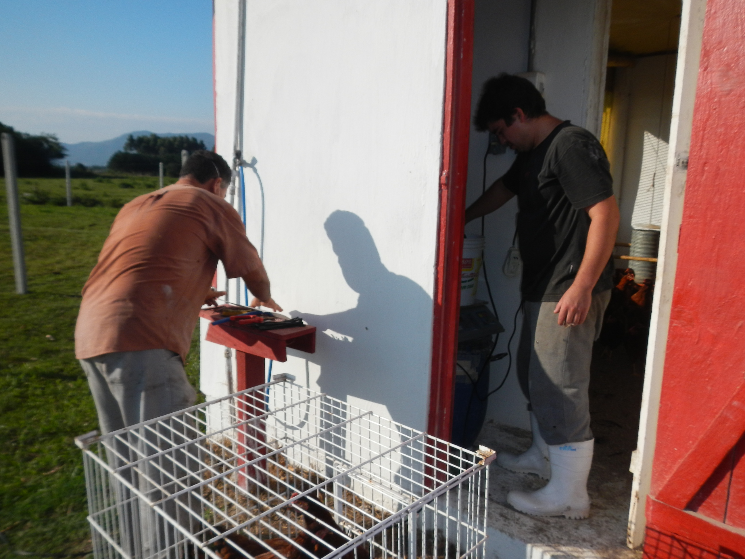 20130611 Fazenda Pesagem e transferência galinhas de postura 001.jpg