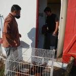 20130611 Fazenda Pesagem e transferência galinhas de postura 003.jpg