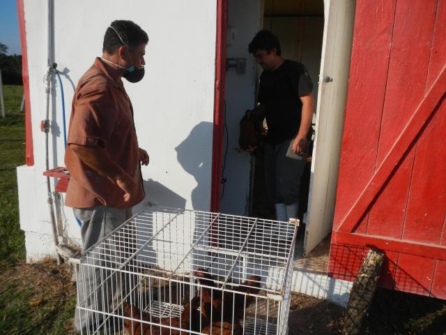 20130611 Fazenda Pesagem e transferência galinhas de postura 003.jpg