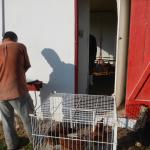 20130611 Fazenda Pesagem e transferência galinhas de postura 004.jpg