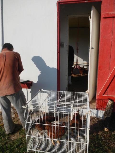 20130611 Fazenda Pesagem e transferência galinhas de postura 004.jpg