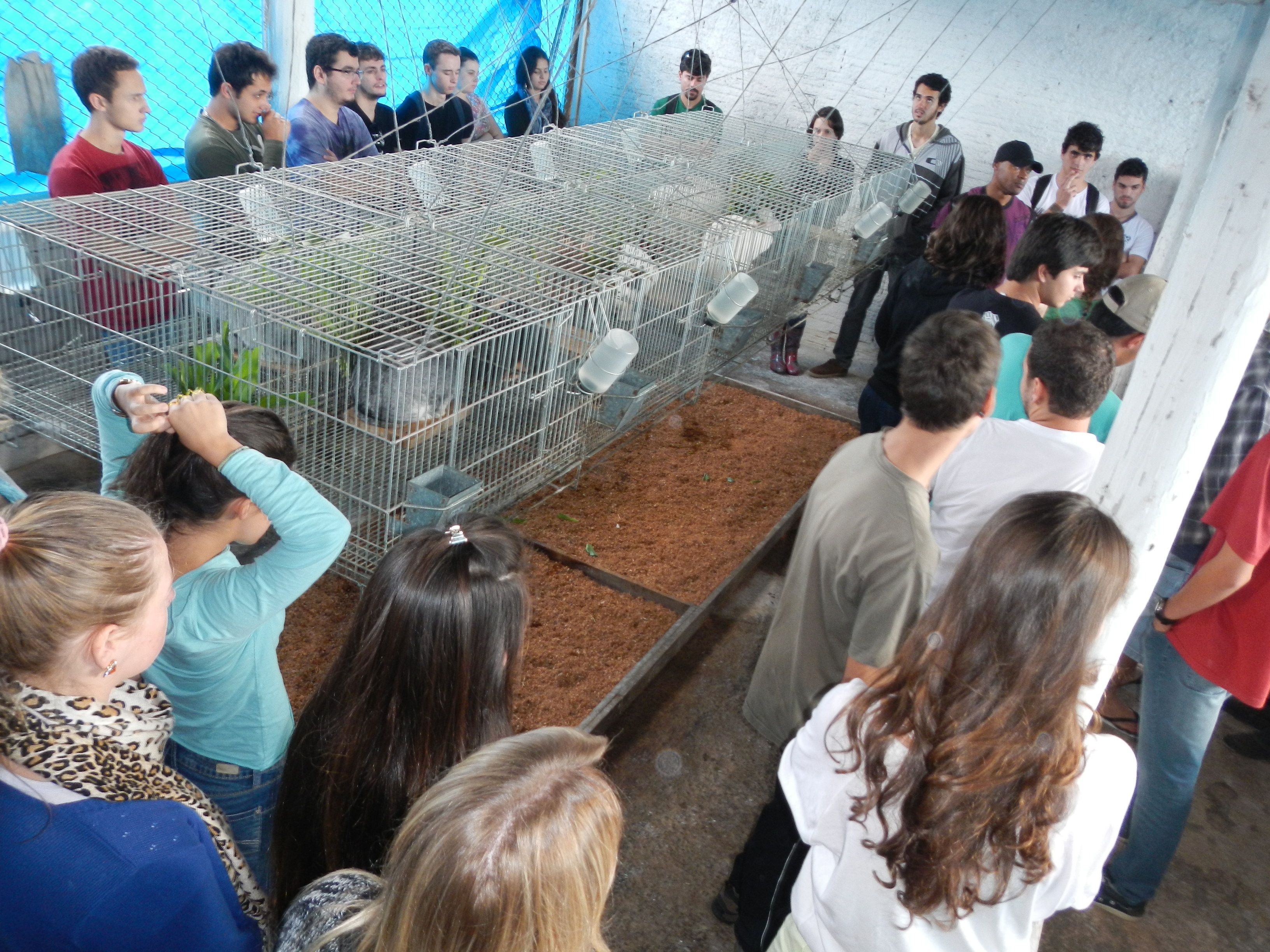 20130617 Fazenda Aula Introdução à Agronomia cunicultura coelhos 001.jpg