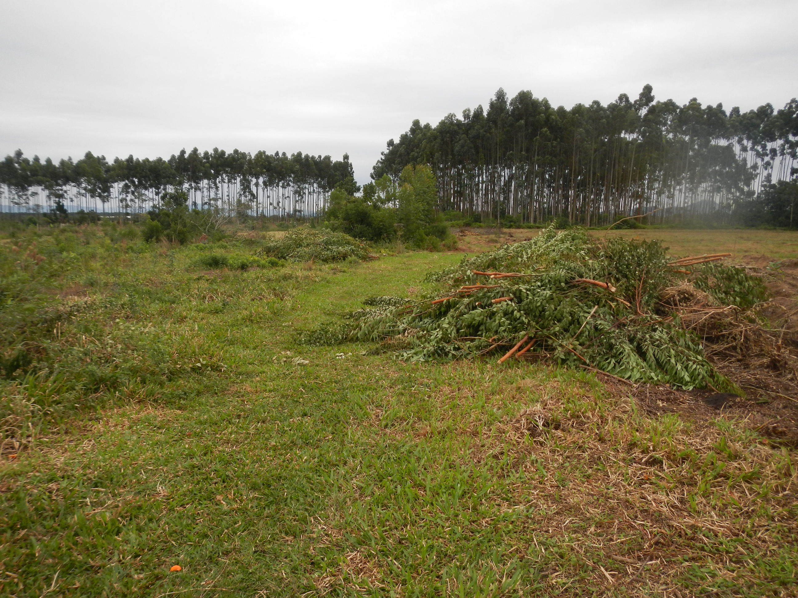 20130701 Fazenda eucaliptos rebrote desbastados.jpg