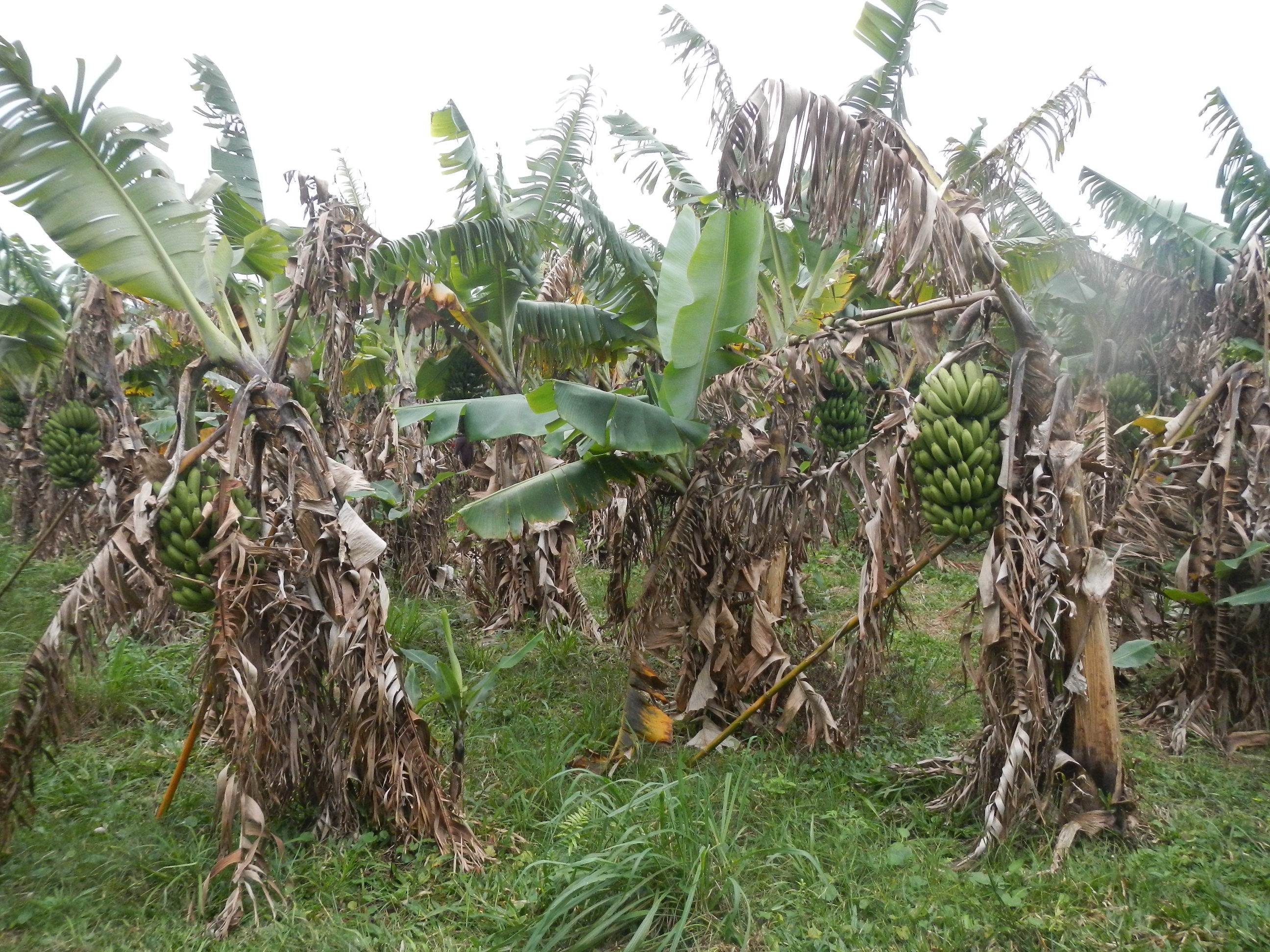 20130701 Fazenda Bananal bananeiras fruticultura.jpg