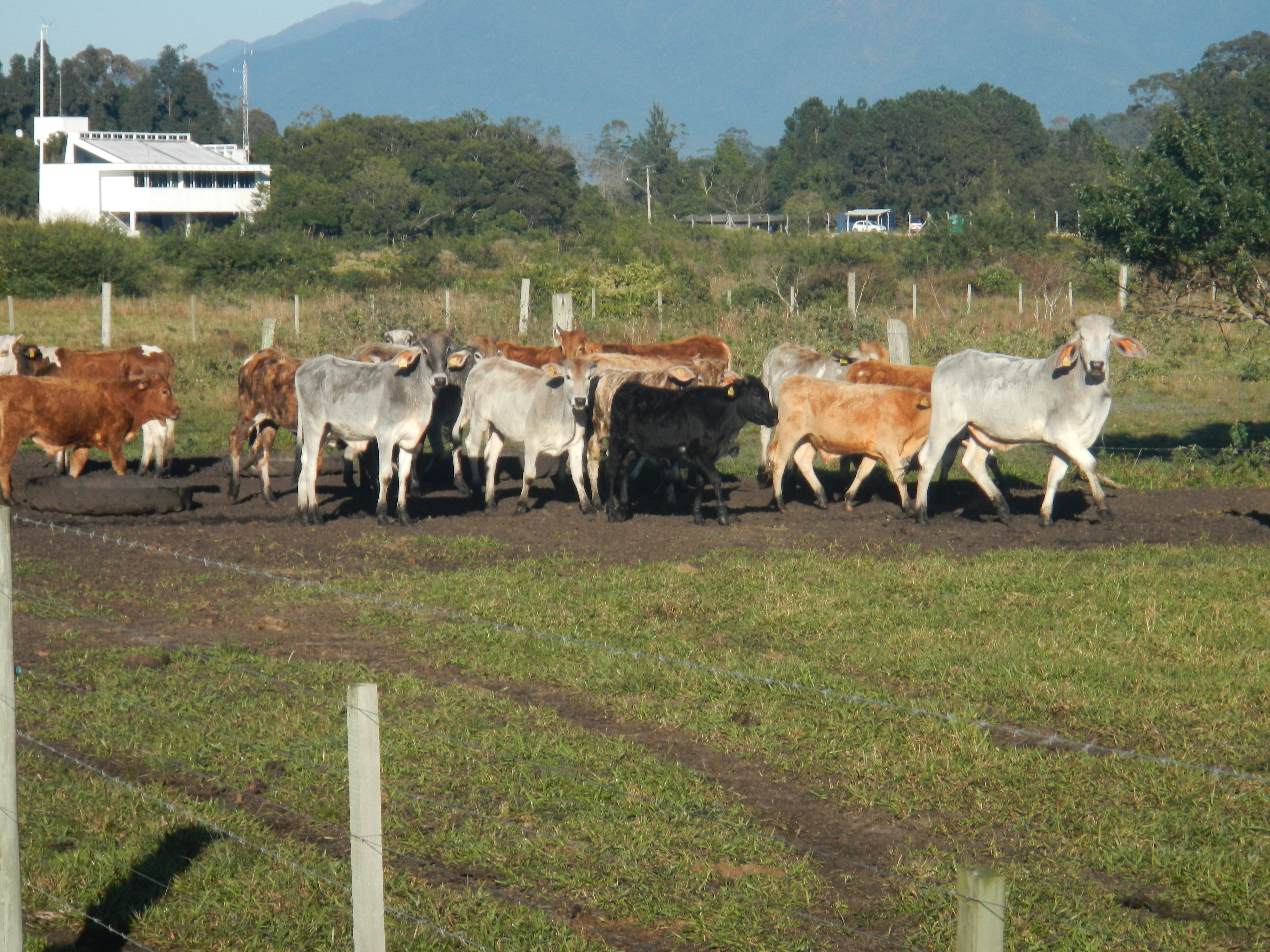 20130729 Fazenda Bovinocultura bovinos lote 2 novo.jpg
