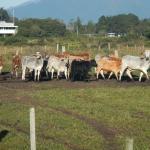 20130729 Fazenda Bovinocultura bovinos lote 2 novo.jpg