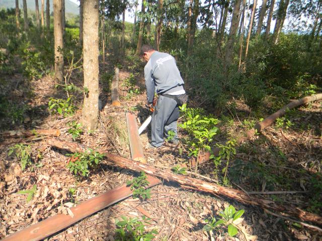 20130802 Fazenda silvicultura arrumação lenha cortada eucalipto 001.jpg