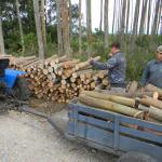 20130802 Fazenda silvicultura arrumação lenha cortada eucalipto 003.jpg