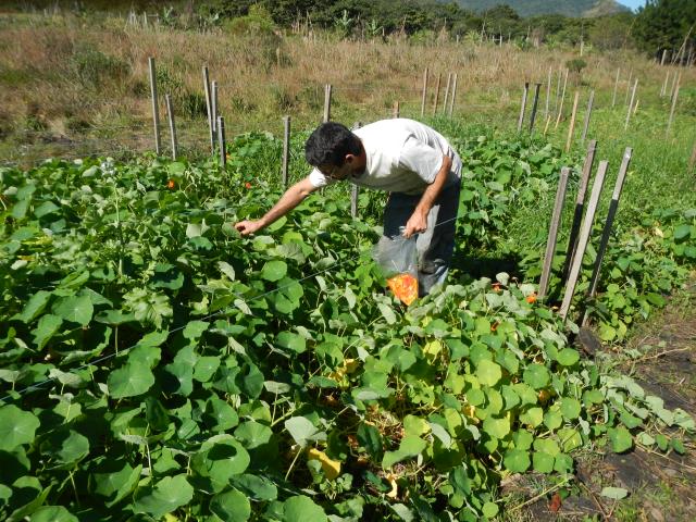 20130812 Fazenda Agroecologia ADAE corte azevém colheita capuchi.jpg