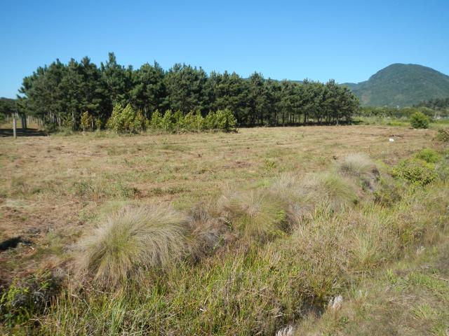 20130812 Fazenda Área entre Pinus antigo e Pastagem Tanques.jpg
