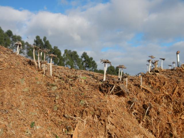 20130820 Fazenda Madeira picada de podas Cogumelos Fungos Funghi 001.jpg