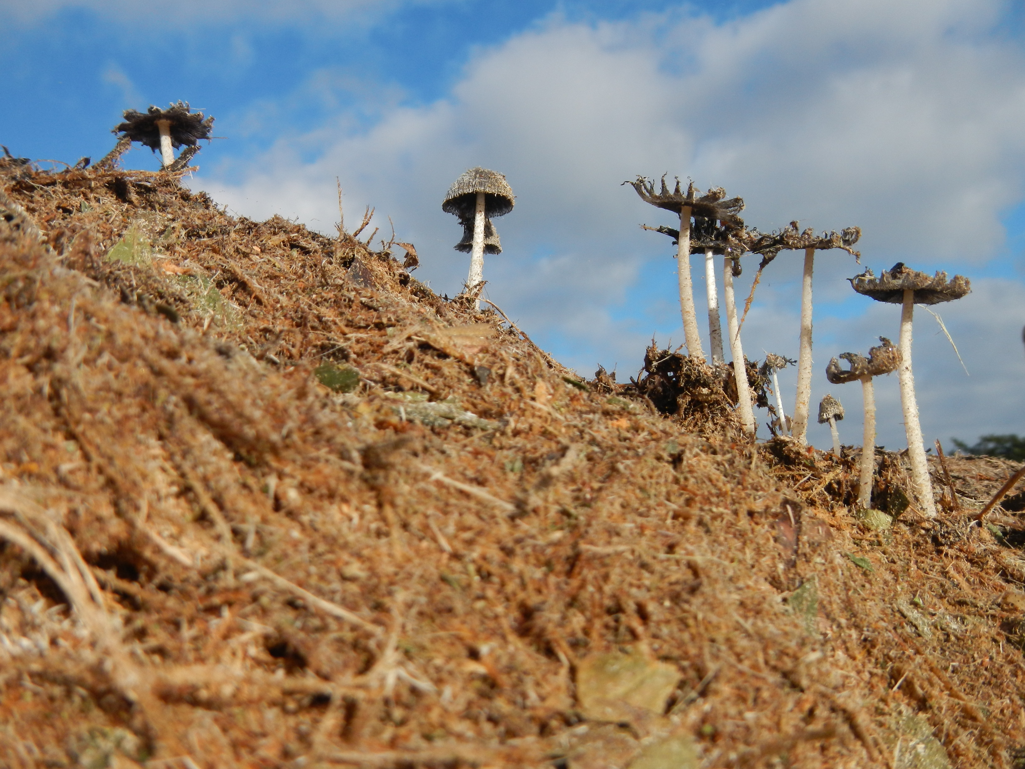 20130820 Fazenda Madeira picada de podas Cogumelos Fungos Funghi 002.jpg