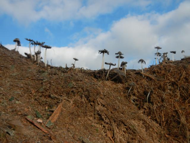 20130820 Fazenda Madeira picada de podas Cogumelos Fungos Funghi 003.jpg