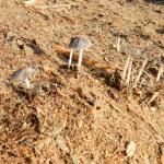 20130820 Fazenda Madeira picada de podas Cogumelos Fungos Funghi 004.jpg