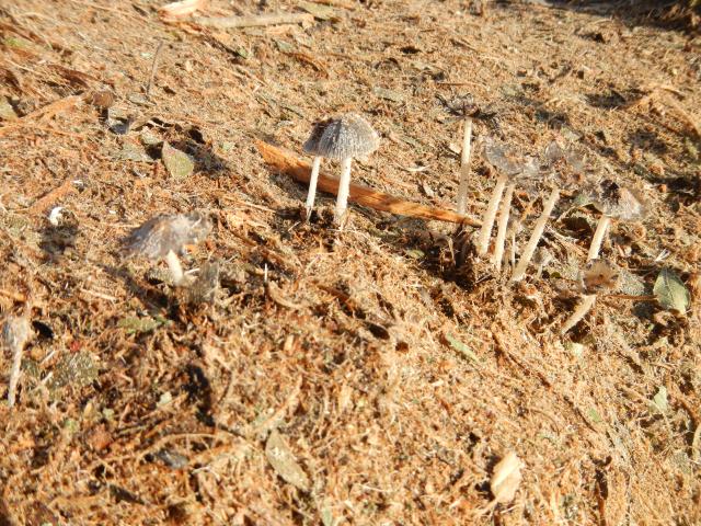 20130820 Fazenda Madeira picada de podas Cogumelos Fungos Funghi 004.jpg