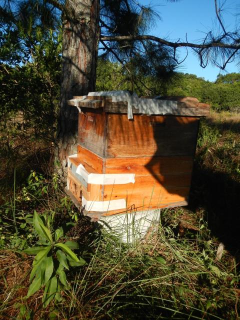 20130829 Fazenda Apicultura transferência de colméia apiário 003.jpg
