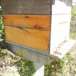 20130829 Fazenda Apicultura transferência de colméia apiário 007.jpg