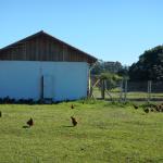 20130829 Fazenda Avicultura galinhas no piquete novo.jpg