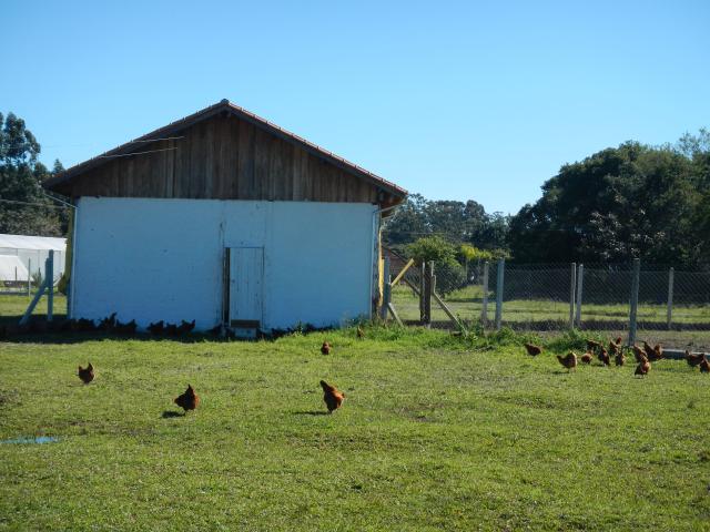 20130829 Fazenda Avicultura galinhas no piquete novo.jpg