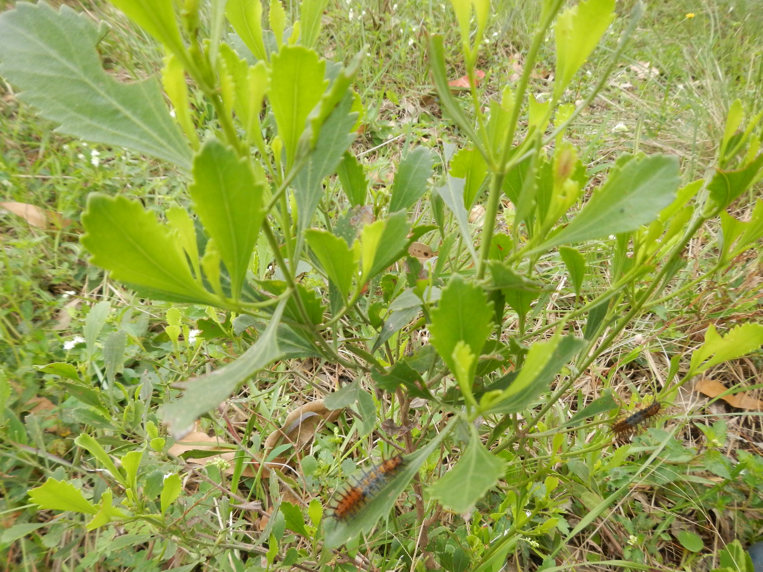 20130919 Fazenda Agroecologia ADAE inseto entomologia espontânea 001.jpg