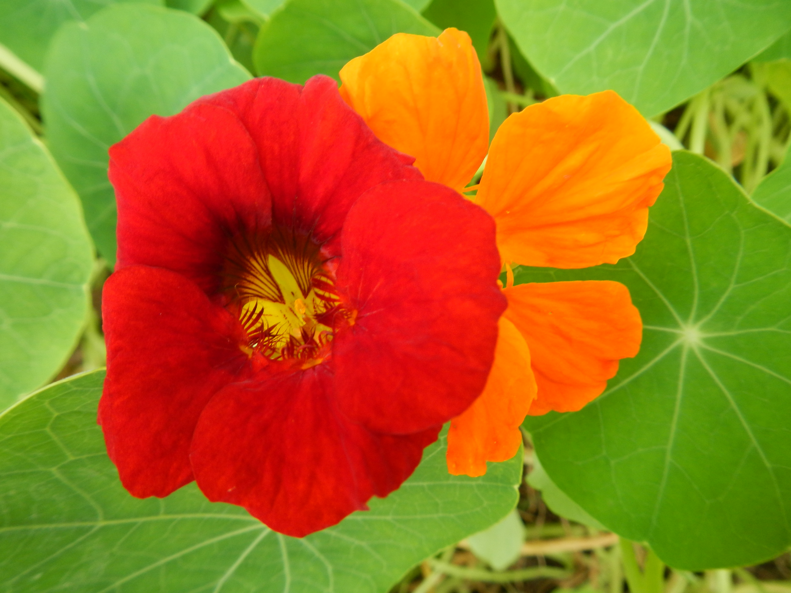 20130919 Fazenda Agroecologia ADAE avaliação colheita experimento Capuchinha 001.jpg