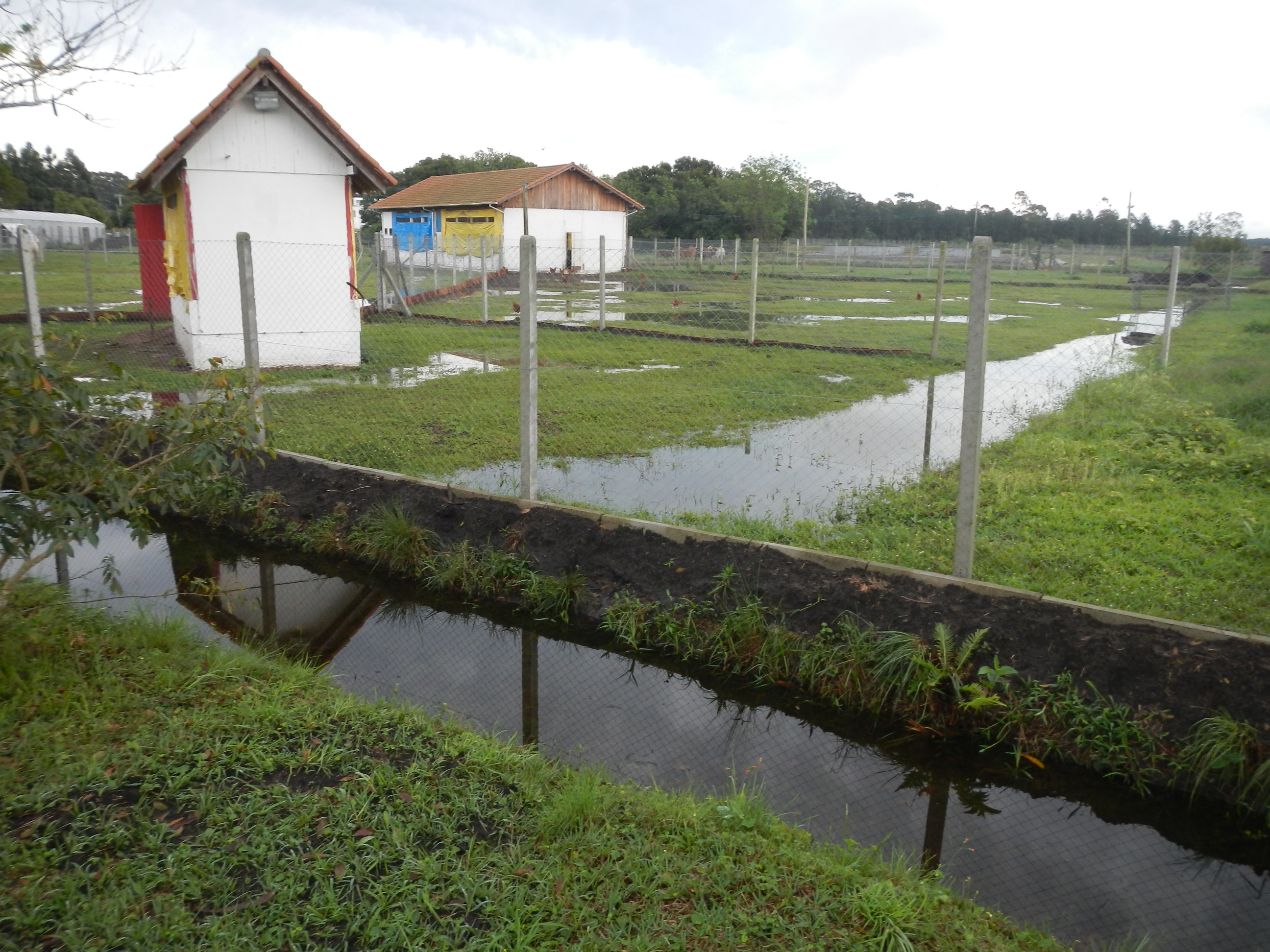 20130923 Fazenda pós-chuva aviário semi-intensivo drenagem 001.jpg