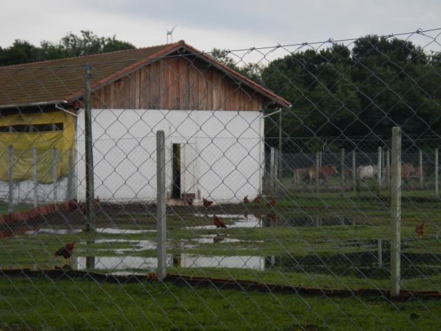 20130923 Fazenda pós-chuva aviário semi-intensivo drenagem 002.jpg